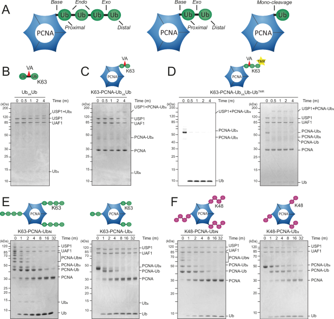 Fig. 2: USP1/UAF1 strongly prefers exo-cleavage on K63- and K48-polyubiquitinated PCNA.
