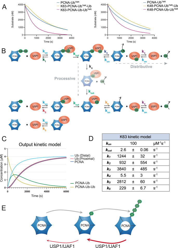 Fig. 3: Kinetic modeling of USP1 activity on K48- and K63-polyubiquitinated PCNA.