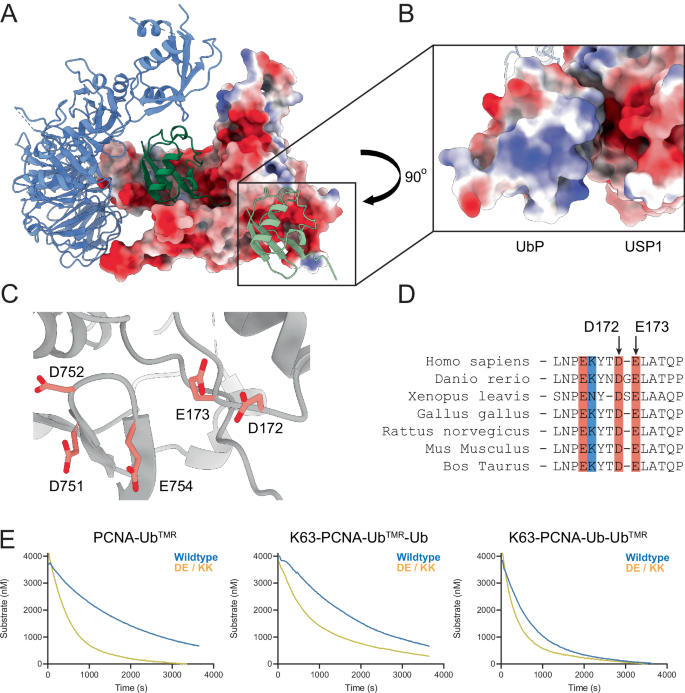 Fig. 6: Hyperactivation of USP1 through mutations in its conserved negative patch.