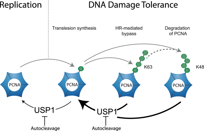 Fig. 7: Possible implications of the USP1/UAF1 kinetic mechanism for DNA Damage Tolerance.