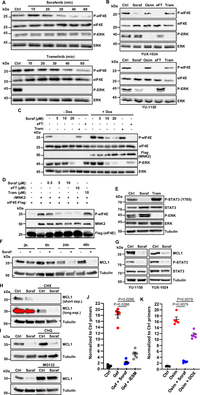 Fig. 3: Sorafenib prevents NSCLC cell resistance to EGFR-TKIs independently of MAPKs by inhibiting MKNK activity, STAT3 phosphorylation, and MCL1 expression.