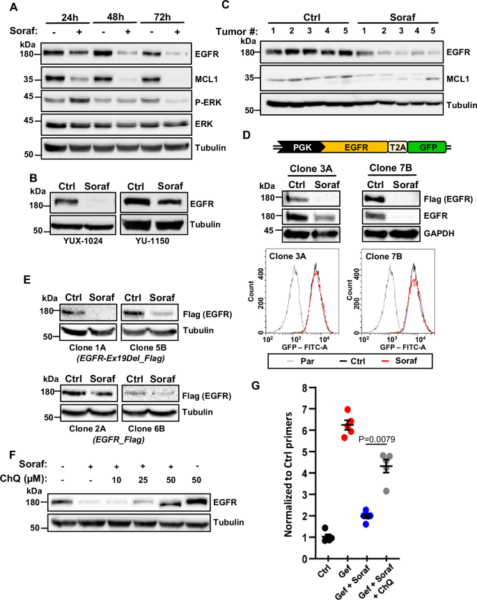 Fig. 4: Lysosomal degradation of EGFR participates in the effects of sorafenib in preventing the emergence of EGFR-TKI-resistant NSCLC cells.