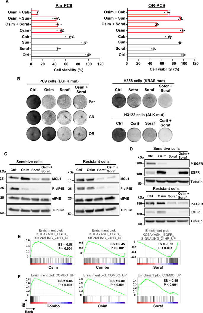 Fig. 5: Effects of sorafenib and osimertinib in osimertinib-sensitive and resistant cells.