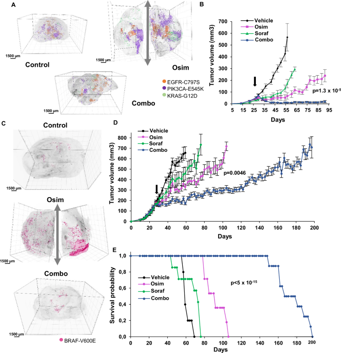 Fig. 6: The emergence of subpopulations of osimertinib-resistant NSCLC cells is inhibited in vivo by sorafenib.