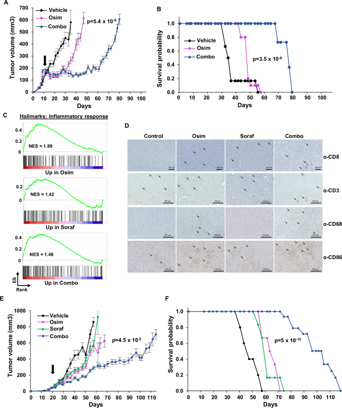 Fig. 7: The osimertinib-sorafenib combination promotes the recruitment of antitumor immune cells and substantially prolongs the response in extremely aggressive models of acquired resistance.