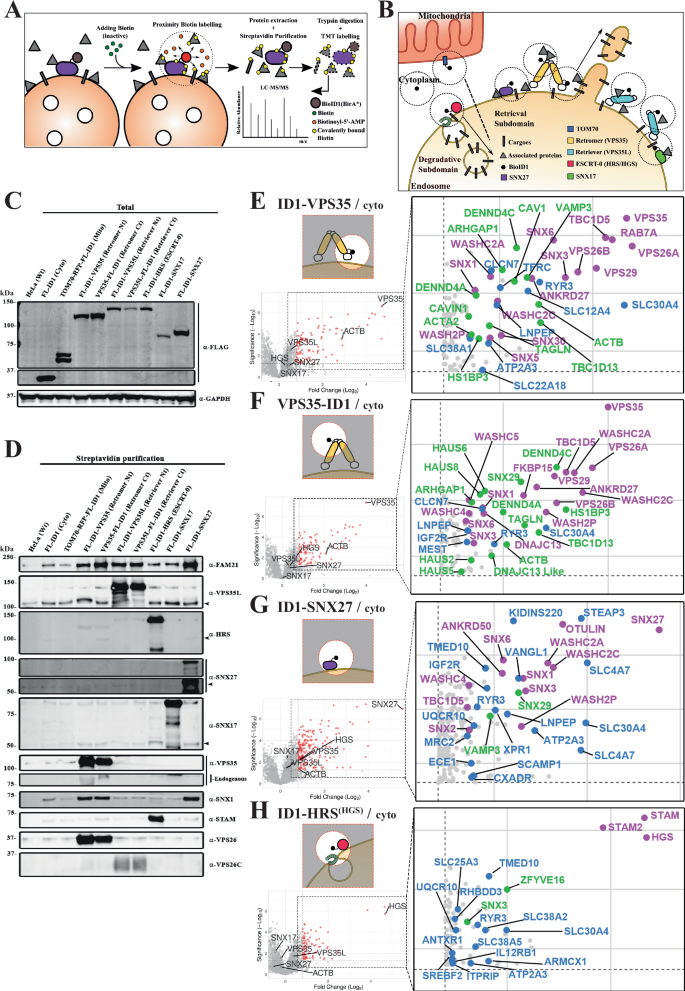 Fig. 1: Proximity proteomics of endosomal sorting sub-domains.