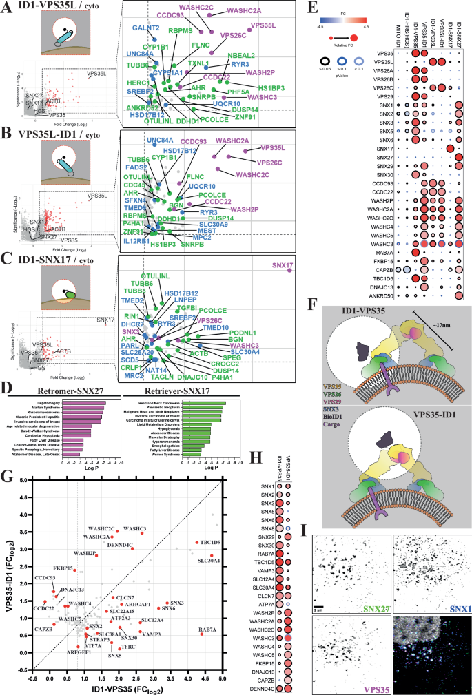 Fig. 2: Proximity proteomes of Retriever (VPS35L) and SNX17, and multiple comparisons among all proximity proteomes.