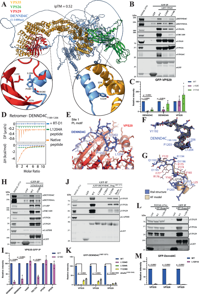 Fig. 4: Molecular details of DENND4A and DENND4C binding to Retromer.