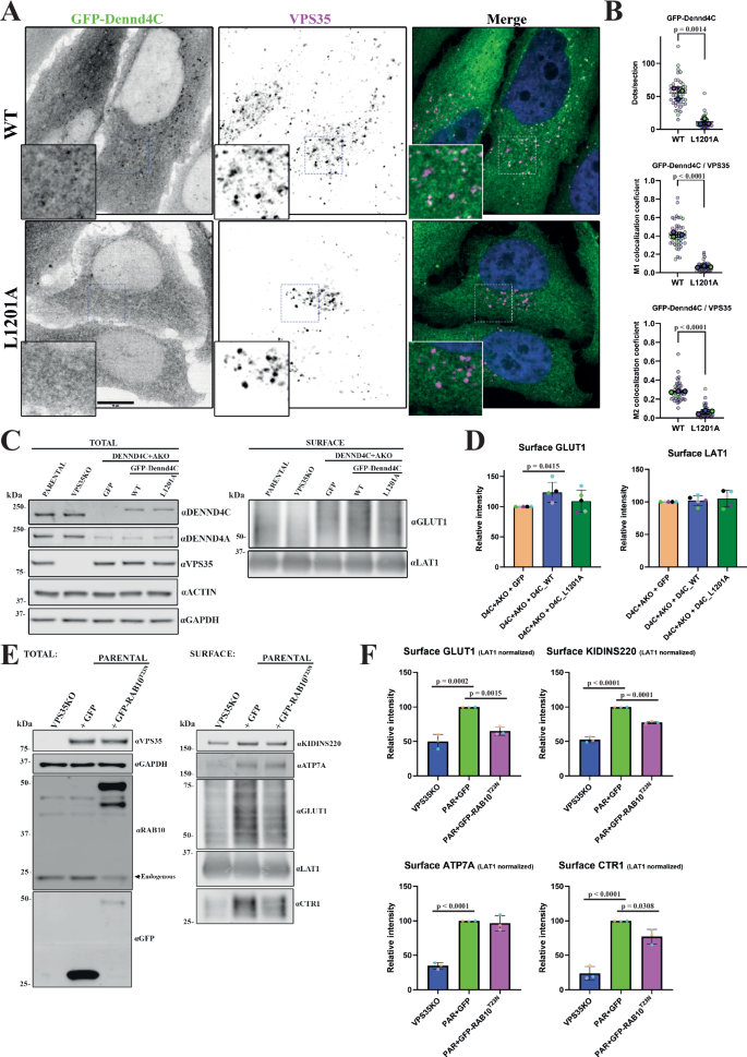Fig. 5: Role of DENND4A/C in Retromer’s cell biology.