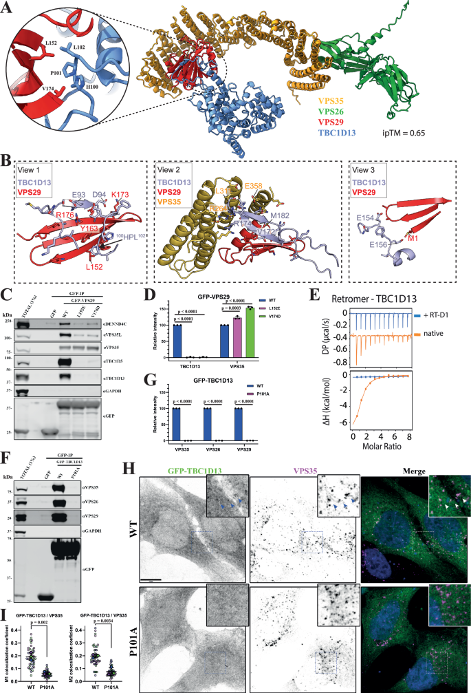 Fig. 6: Interactions between TBC1D13 and Retromer complex.