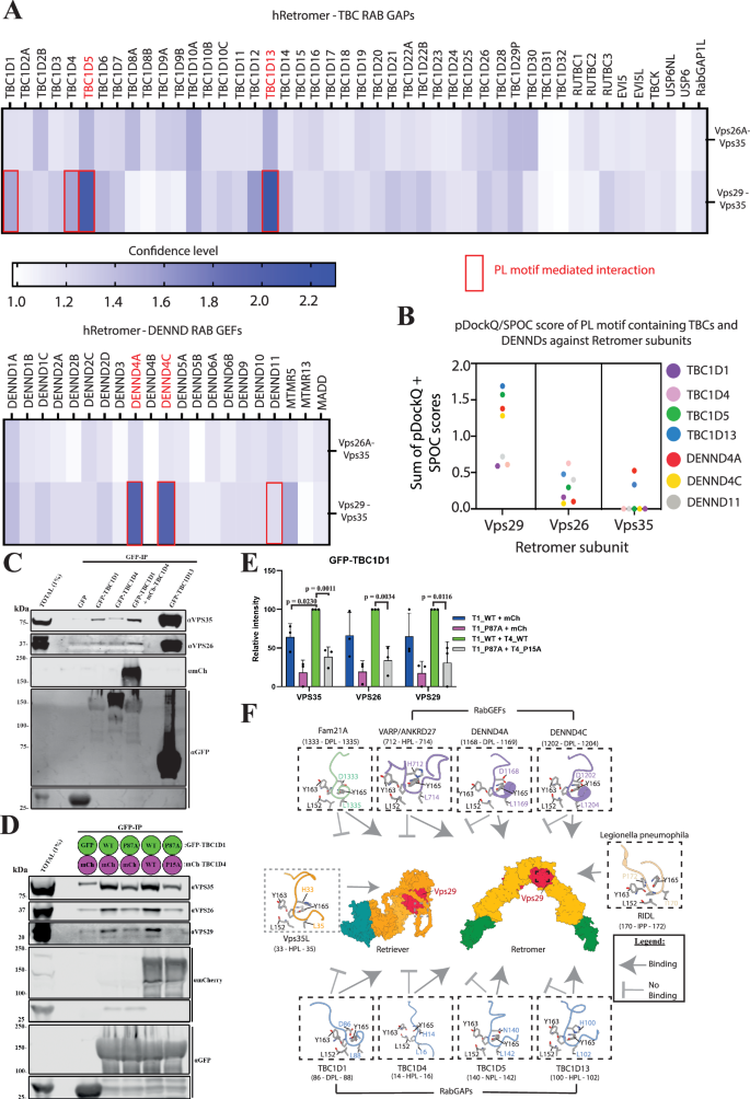 Fig. 7: Retromer as a hub for RAB GTPase switch regulation: VPS29 interaction screen and TBC1D1/4 interaction with Retromer.