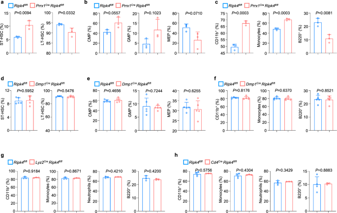 Fig. 4: Osteolineage RIPK4 deficiency results in myeloid-biased hematopoiesis.