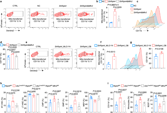 Fig. 7: Osteolineage RIPK4 maintains bone marrow myelopoiesis via MFN2-mediated mitochondrial transfer.