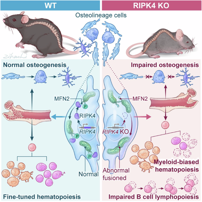 Fig. 8: Schematic diagram of RIPK4 regulating bone and bone marrow homeostasis via MFN2.