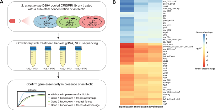 Fig. 1: CRISPRi-seq identifies pneumococcal genes influencing fluoroquinolone susceptibility at a genome-wide level.