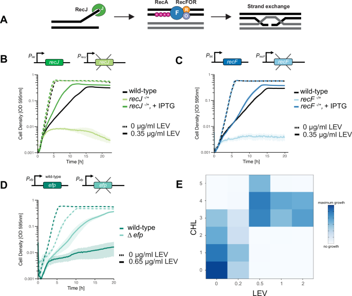 Fig. 2: The ssDNA repair complex RecJFOR is crucial for pneumococcal survival during fluoroquinolone treatment.
