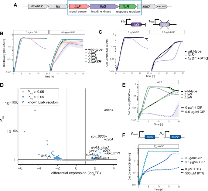 Fig. 3: Deleting liaS of the LiaFSR three-component sensor system in S. pneumoniae increases sensitivity to fluoroquinolone treatment through the upregulation of the LiaR regulon.