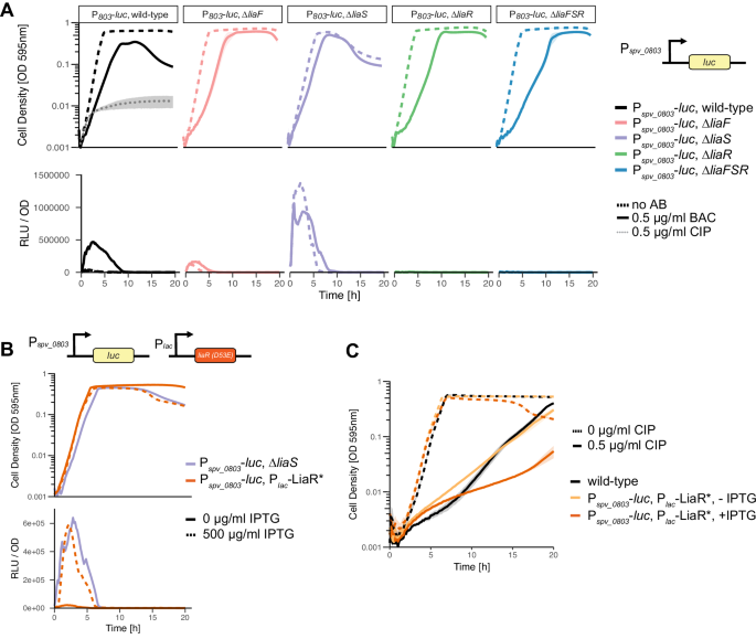 Fig. 4: LiaS acts primarily as a phosphatase or inhibitor of LiaR phosphorylation.
