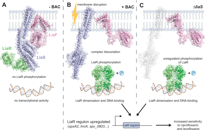Fig. 5: Schematic representation of the role of the LiaFSR three-component regulatory system in fluoroquinolone susceptibility. Hypothetical model of the LiaFSR system modeled with AlphaFold.