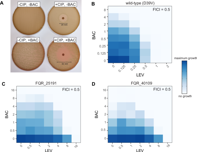 Fig. 6: A combination of bacitracin together with ciprofloxacin or levofloxacin increases the potency of these fluoroquinolones.