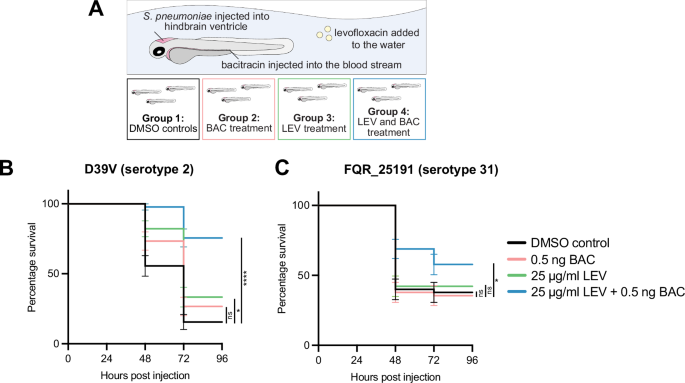Fig. 7: Levofloxacin and bacitracin act synergistically in vivo in a zebrafish embryo meningitis model.