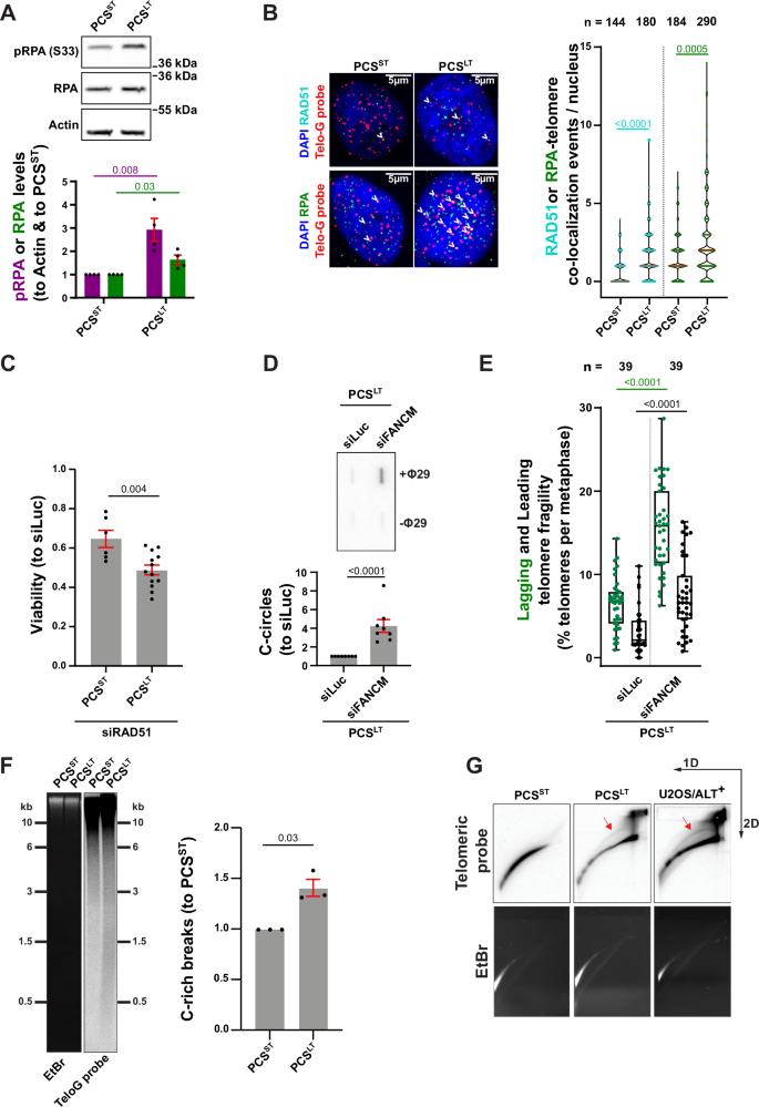 Fig. 3: Replication stress markers are enriched at PCSLT telomeres.