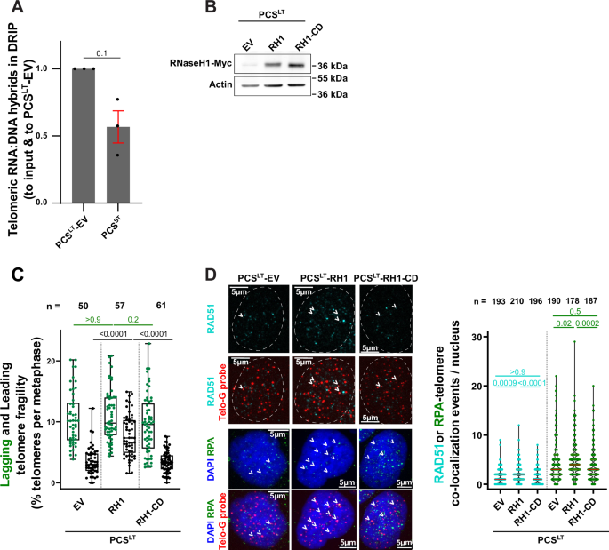 Fig. 4: RNaseH1 overexpression exacerbates leading telomere fragility in PCSLT cells.