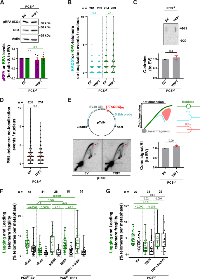 Fig. 6: TRF1-dependent reduction of telomere fragility is not linked to the loss of replication stress markers.