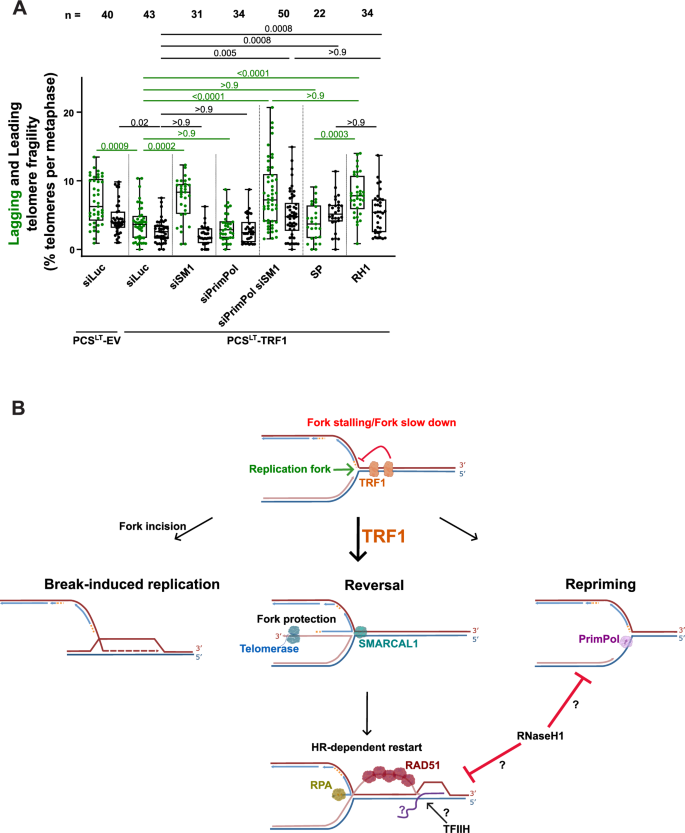 Fig. 7: TRF1’s capacity to reduce telomere fragility depends on fork reversal, PrimPol activity, and RNA-DNA hybrids.