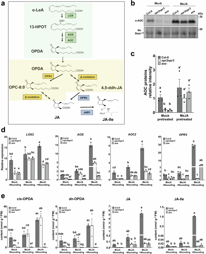 Fig. 1: MeJA pretreatment restitutes AOC protein levels in the mutants and OPDA content in the opr2opr3 mutant.
