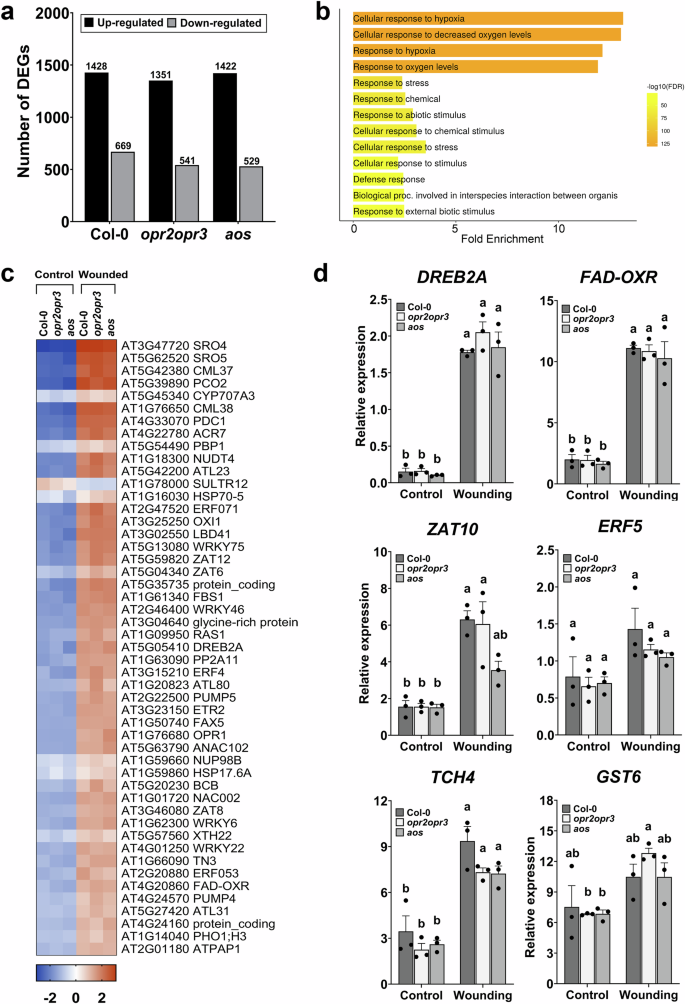Fig. 2: The JA/OPDA-independent wound response of seedlings.
