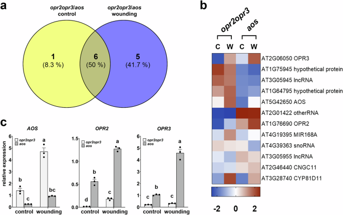 Fig. 3: OPDA-specific transcriptional change deduced from transcriptomic comparison between seedlings of opr2opr3 and aos at control and wounding conditions.