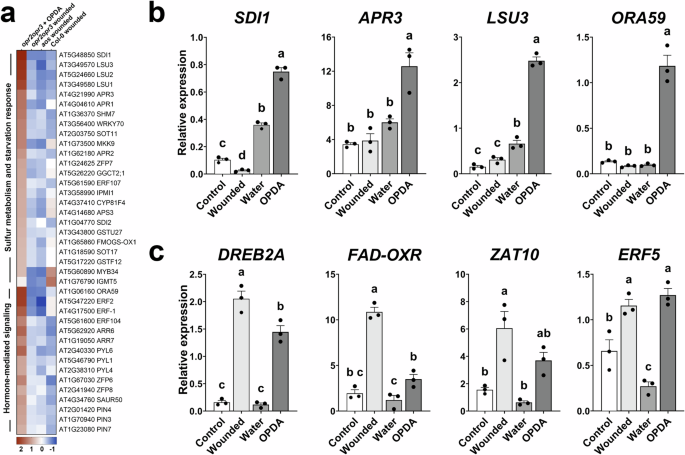 Fig. 4: Application of OPDA results in the induction of sulfur metabolism.