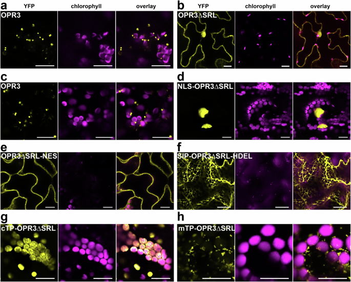 Fig. 5: The removal of the SRL peroxisomal signal results in the loss of peroxisomal import of OPR3 in N. benthamiana leaves and targeting of OPR3ΔSRL to the nucleus, cytosol, ER, plastid stroma and mitochondria in stable transformed opr2opr3 lines.