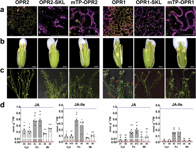 Fig. 7: Restitution of the fertility and JA/JA-Ile levels of opr2opr3 plants by OPR2, but not by OPR1, both targeted to different organelles.