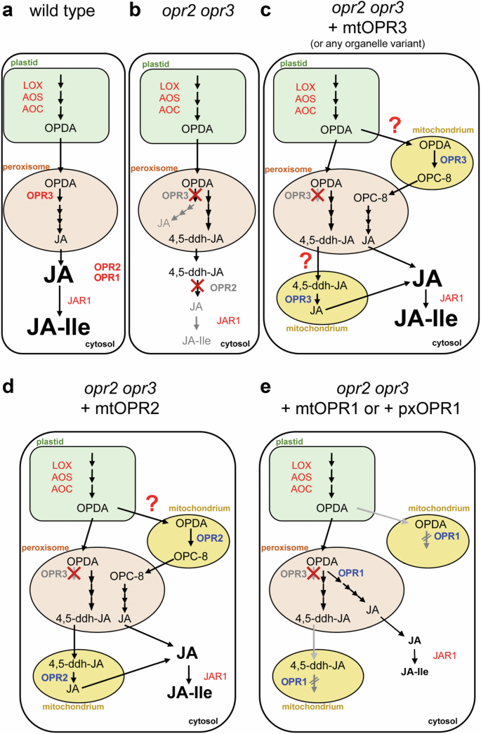 Fig. 8: Schematic picture on the approaches leading to insights into the putative distribution of OPDA and 4,5-ddh-JA within cells of a wounded Arabidopsis seedling.