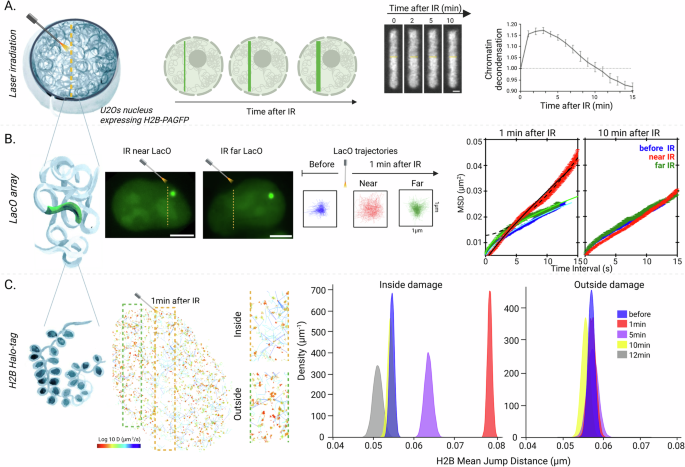 Fig. 1: Chromatin undergoes rapid multiscale remodeling at DNA lesions.