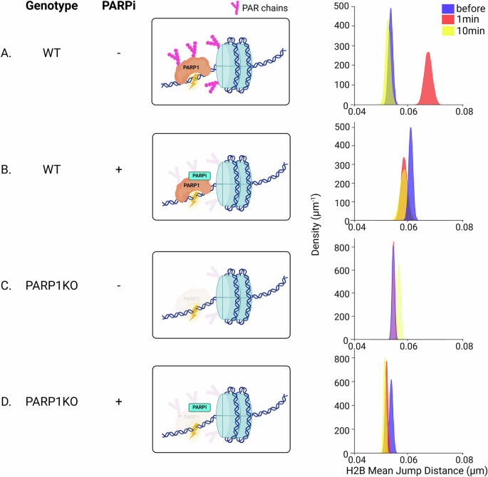 Fig. 2: ADP-ribosylation by PARP1 triggers enhanced nucleosome dynamics after micro-irradiation.