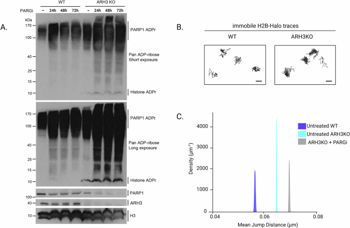 Fig. 3: Spontaneous ADPr signal upon loss of ARH3 is sufficient to increase nucleosome dynamics.