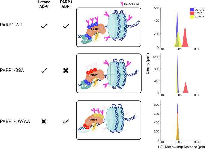 Fig. 4: The transient increase in nucleosome dynamics at sites of damage is controlled by histone ADP-ribosylation.