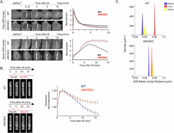Fig. 5: The removal of MAR marks by ARH3 is needed for the recovery of the chromatin state following its initial relaxation at sites of damage.