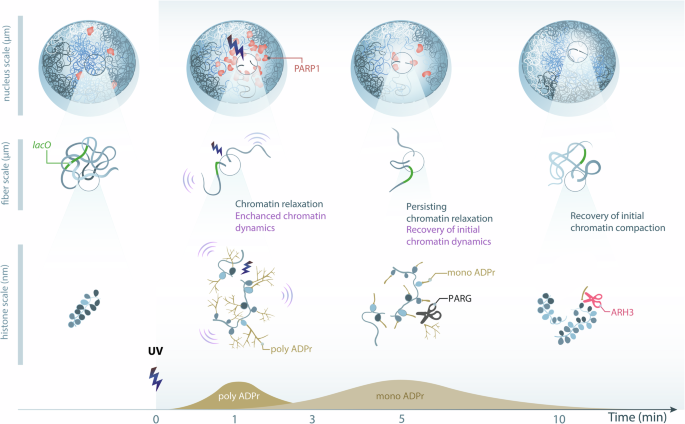 Fig. 6: Model of ADPr-dependent multiscale chromatin breathing at sites of DNA damage.