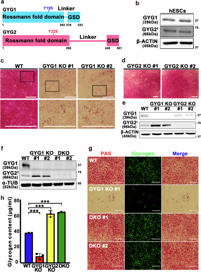 Fig. 1: Glycogen synthesis is reduced in GYG1 knockout hESCs.