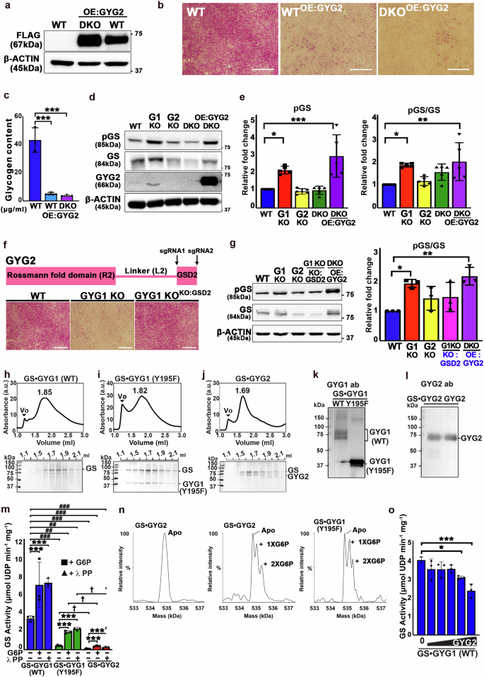 Fig. 2: GYG2 negatively regulates glycogen synthesis.