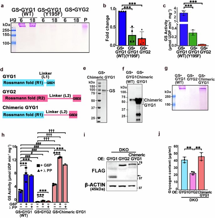 Fig. 3: GYG autoglycosylation is critical for GS activity.