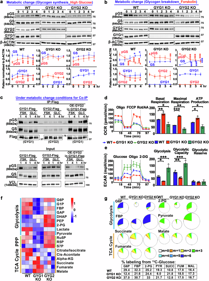 Fig. 5: Metabolic reprogramming in GYG1 and GYG2 KO cells reveals distinct energy pathways and dynamic regulation of their interactions with GS under metabolic change.