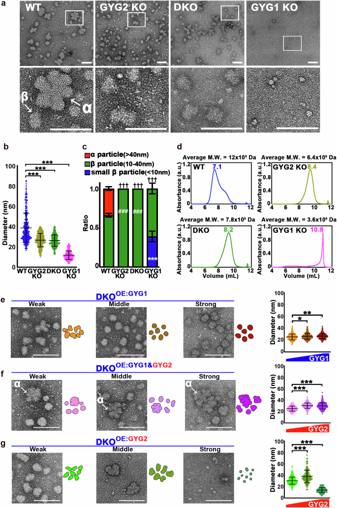 Fig. 6: Glycogen particle size is reduced in GYG2-free cell lines.
