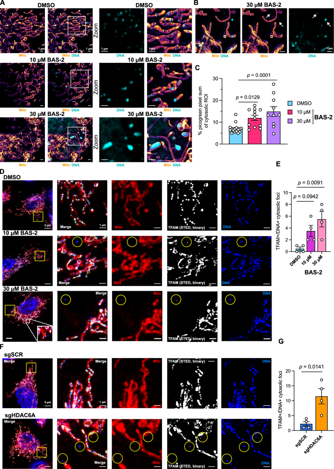 Fig. 2: Treatment with the HDAC6 inhibitor, BAS-2, caused live-cell mitochondrial cristae disruption by super-resolution imaging and resulted in mtDNA extrusion.