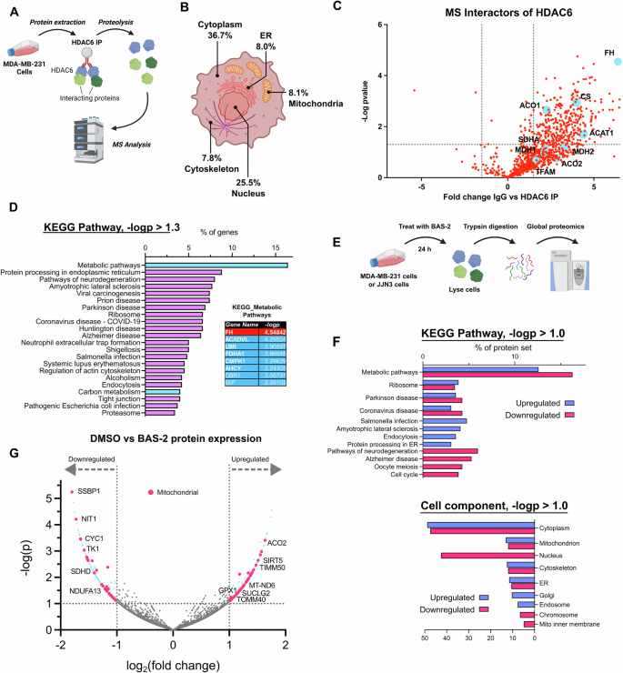 Fig. 4: HDAC6 interacts with multiple metabolic and mitochondrial proteins, including fumarate hydratase (FH).