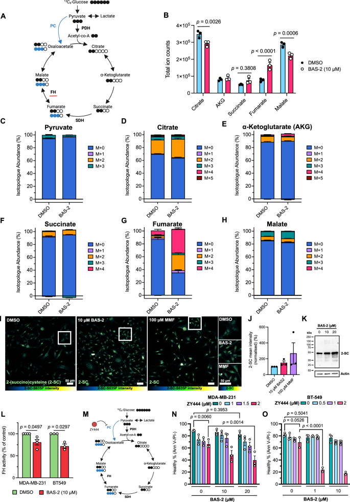 Fig. 5: HDAC6 inhibition affects TCA cycle metabolism in MDA-MB-231 cells.
